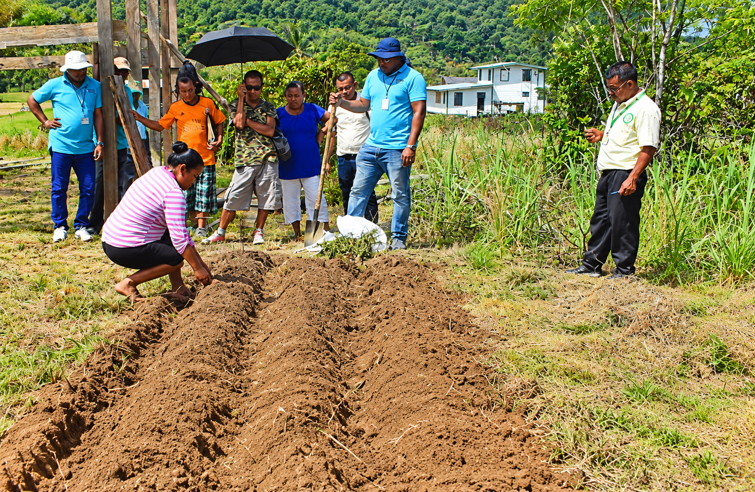 A member of Paruima’s Women’s Agriculture Group demonstrates a cassava seed-bank technique during training. The initiative aims to preserve planting material so farmers can resume cultivation after floods. Photo: FAO Guyana.