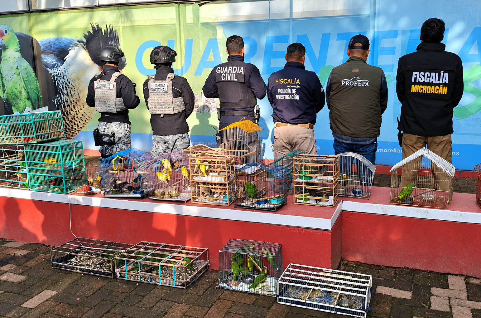 Authorities from multiple Mexican agencies take part in an operation to rescue protected birds from illegal wildlife trafficking. Photo: Interpol