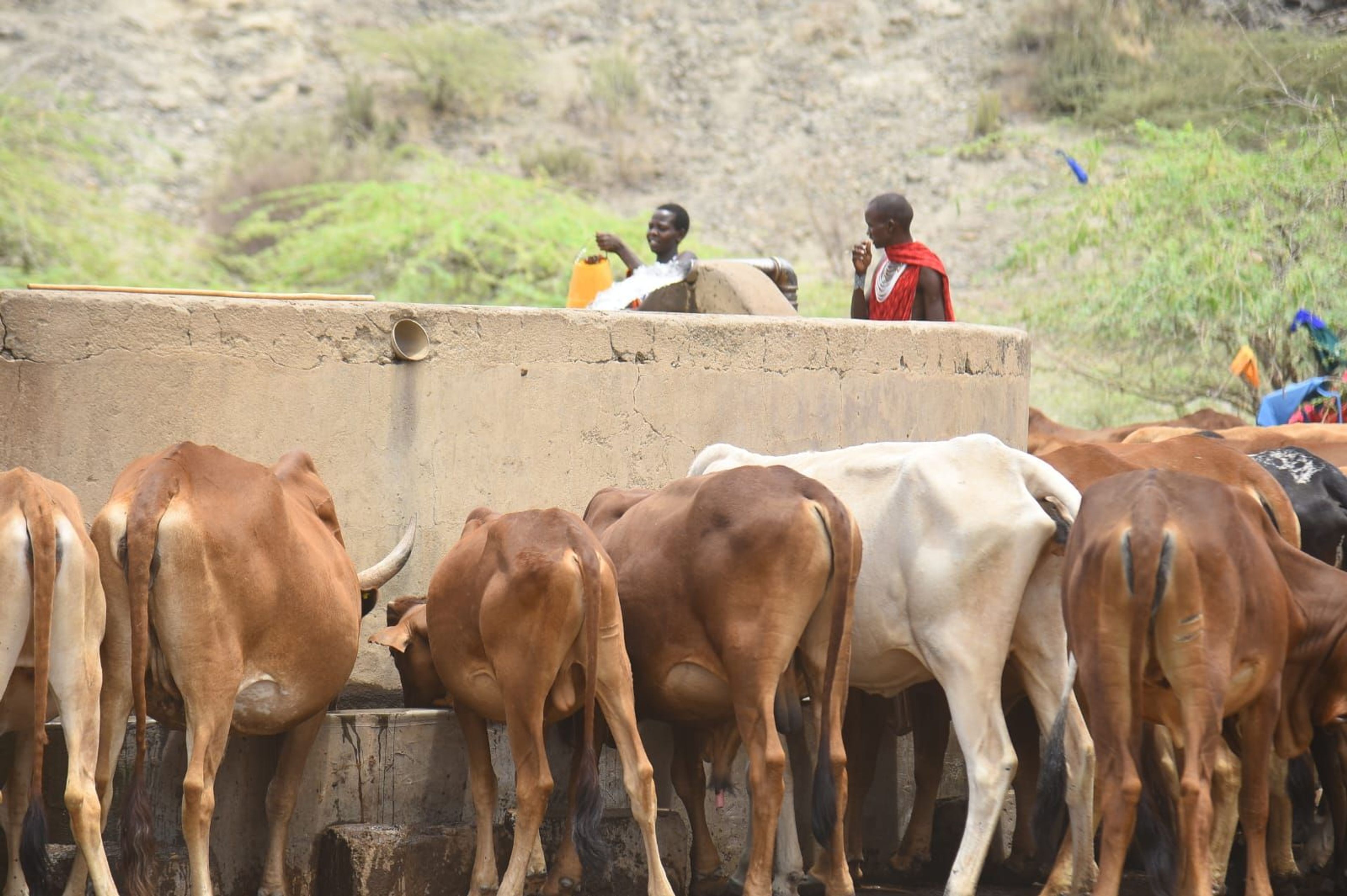 Herds of livestock at a watering point in Magadi, Kenya. The project was sponsored by Tata Chemicals. Photo: Tata Chemicals