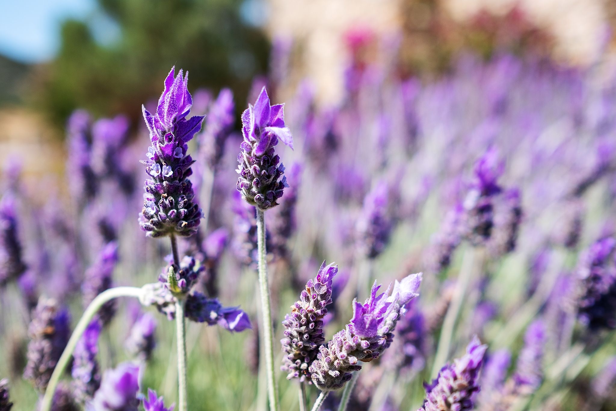 A field full of flowers and the image is focused in one of them