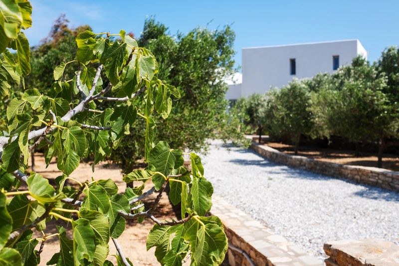 The outside garden of a villa