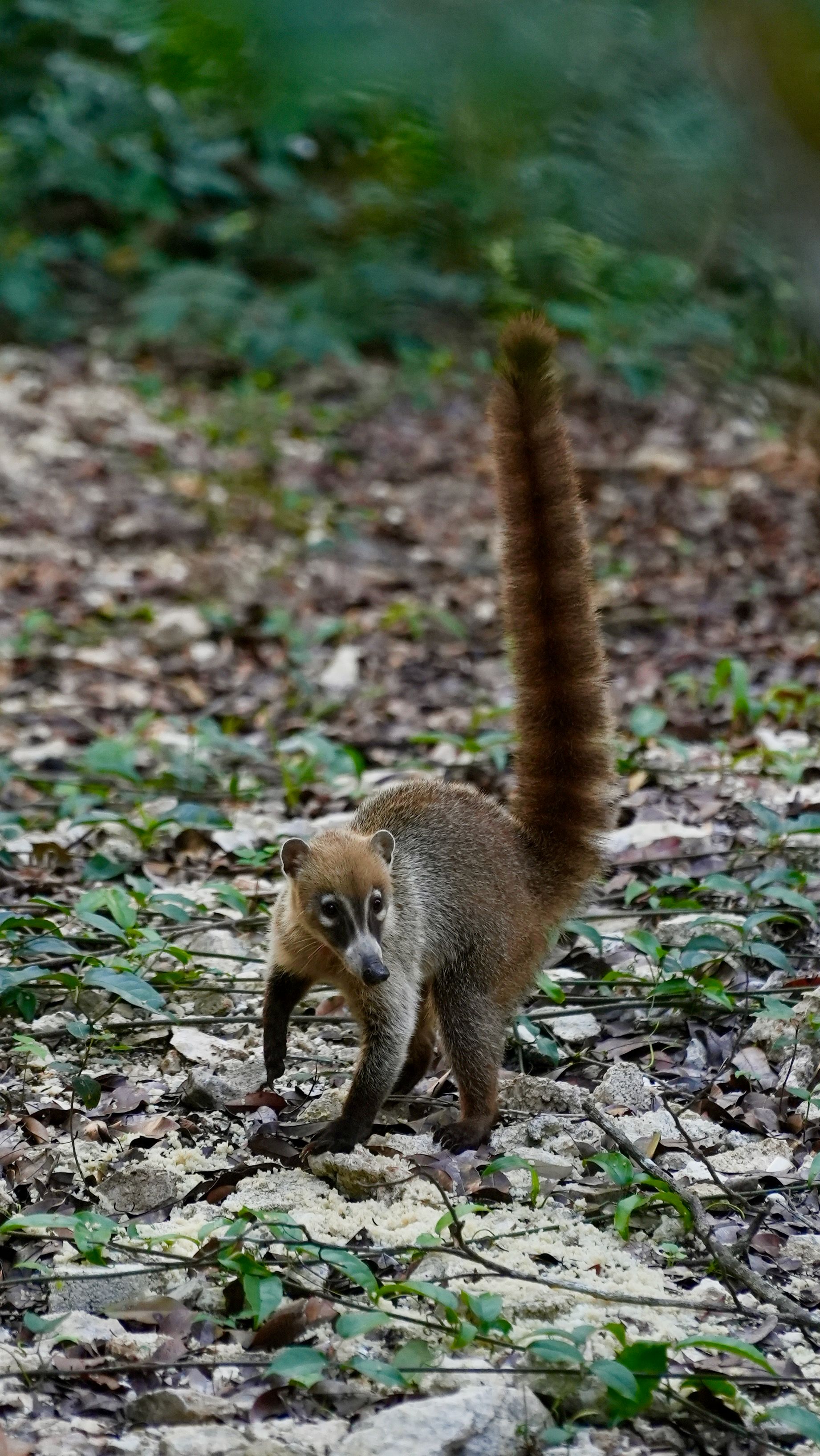 Coati