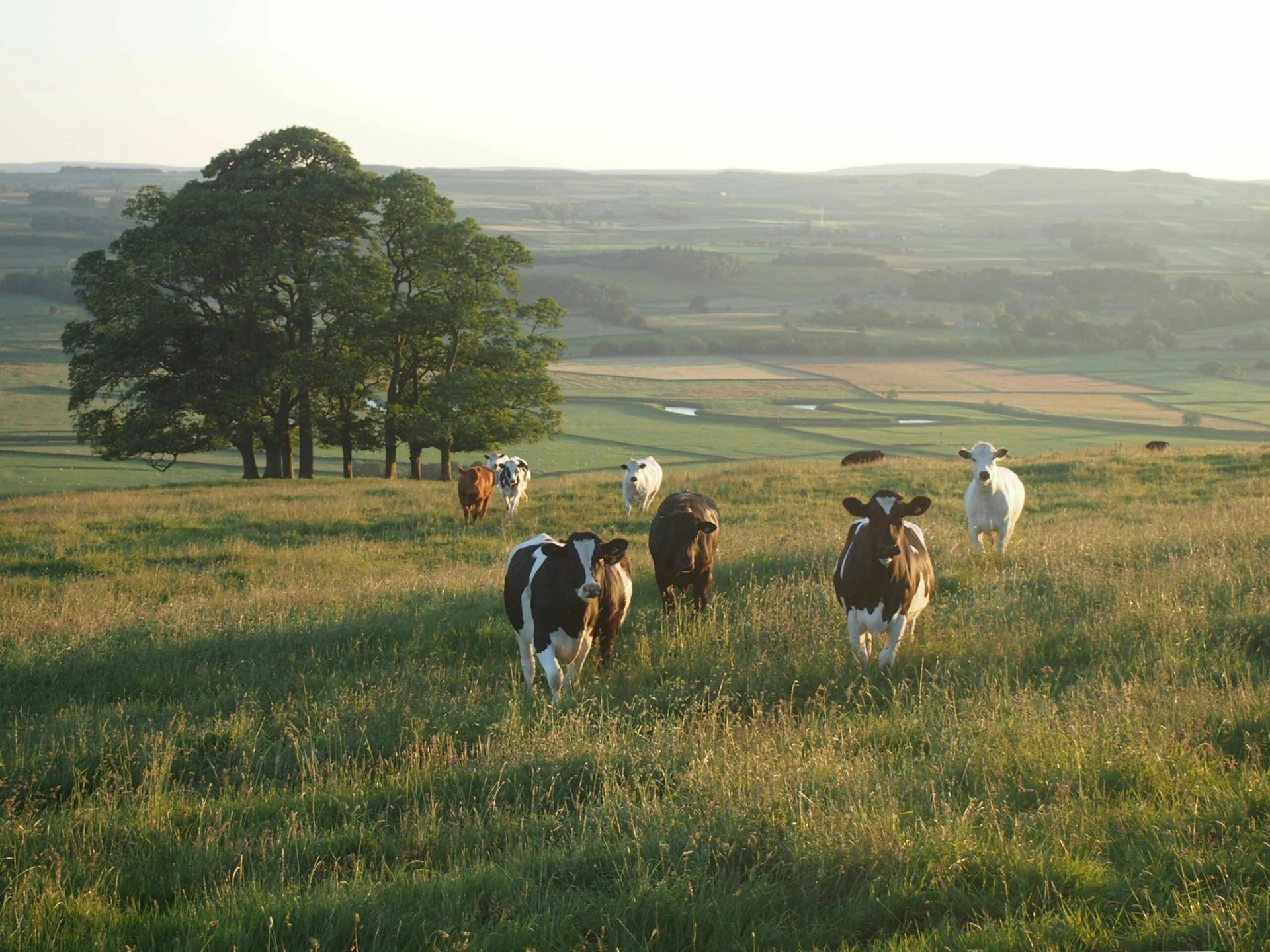 Dutch pasture with dairy cows