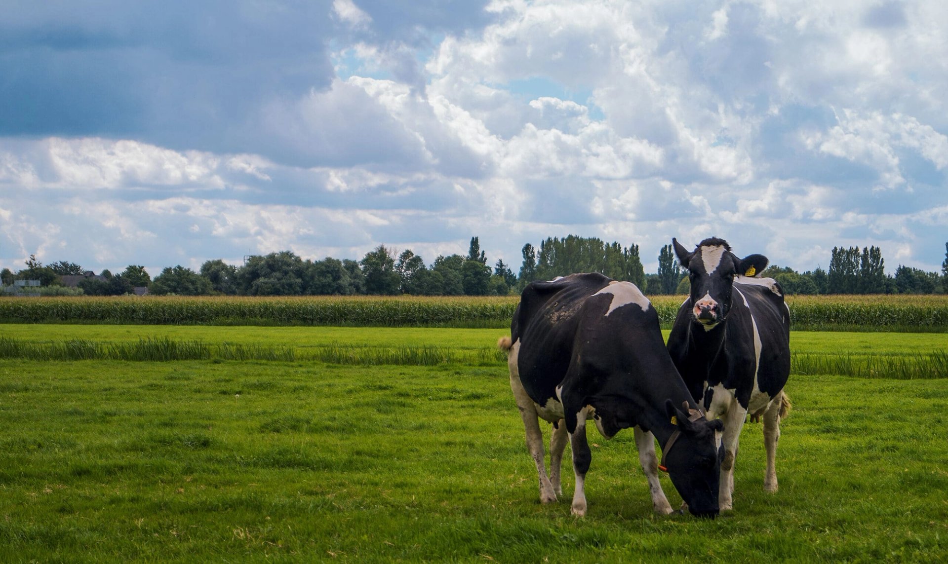 Dutch dairy cows in a meadow