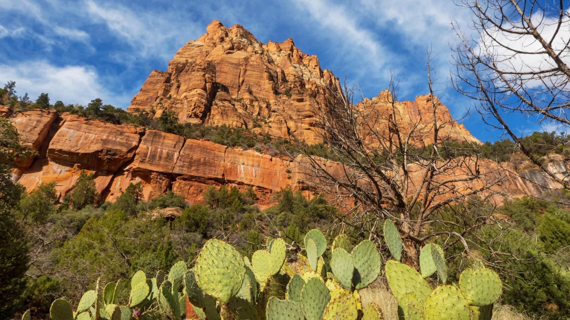 Beautiful red orange Mountain at Sunset in Zion National Park with cactus in front