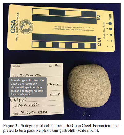 Rounded gastrolith from the Coon Creek Formation shown with specimen label card and photographic scale for size reference.