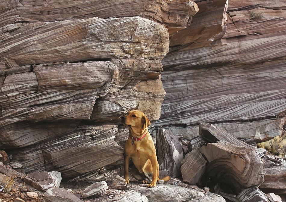 stray dog image