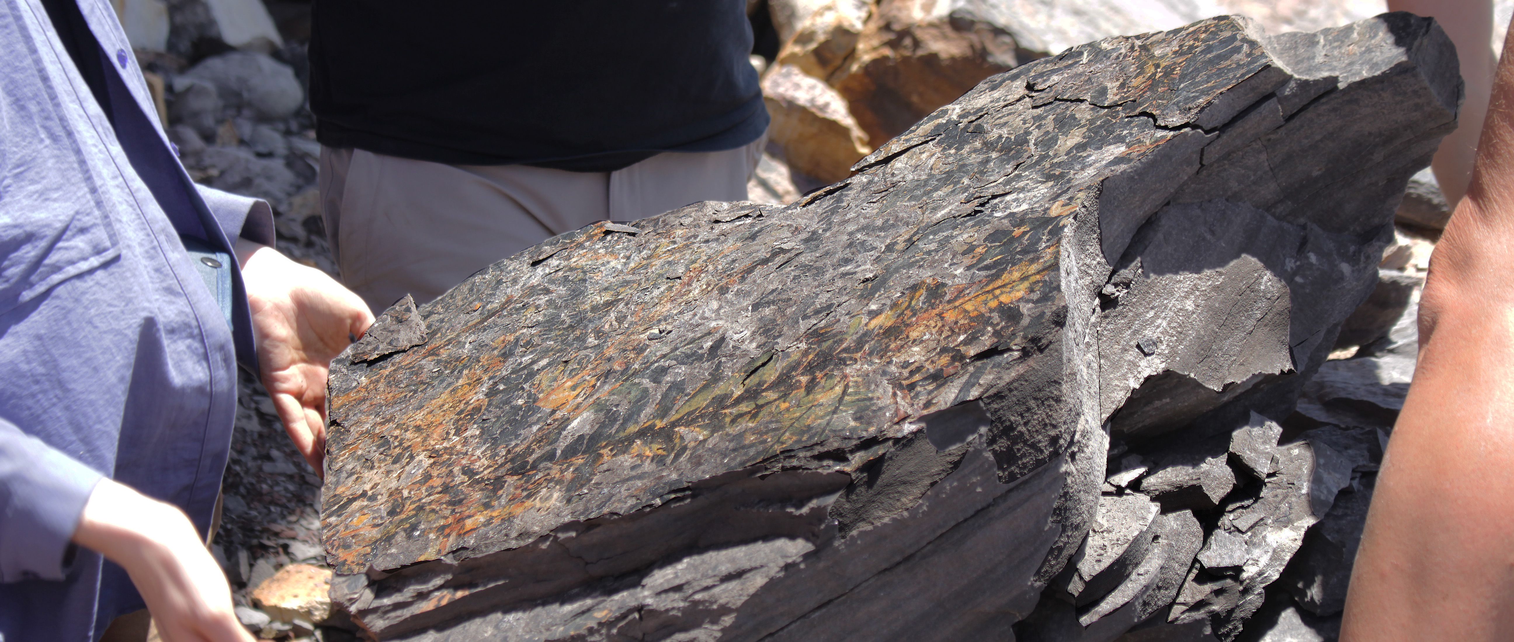 Hands hold a large fossil sample covered in fossil leaves.