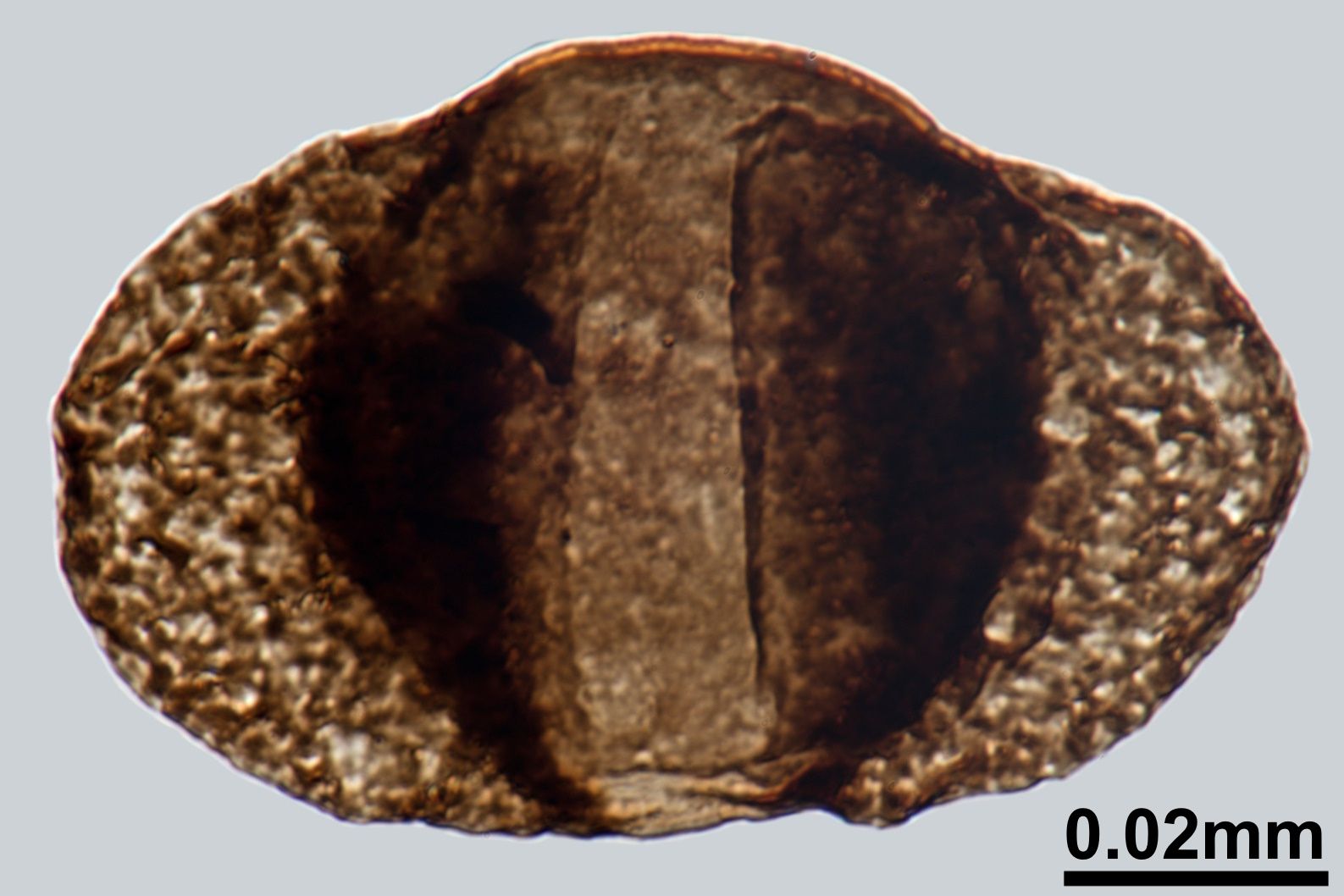 A brown, fossilized leaf.