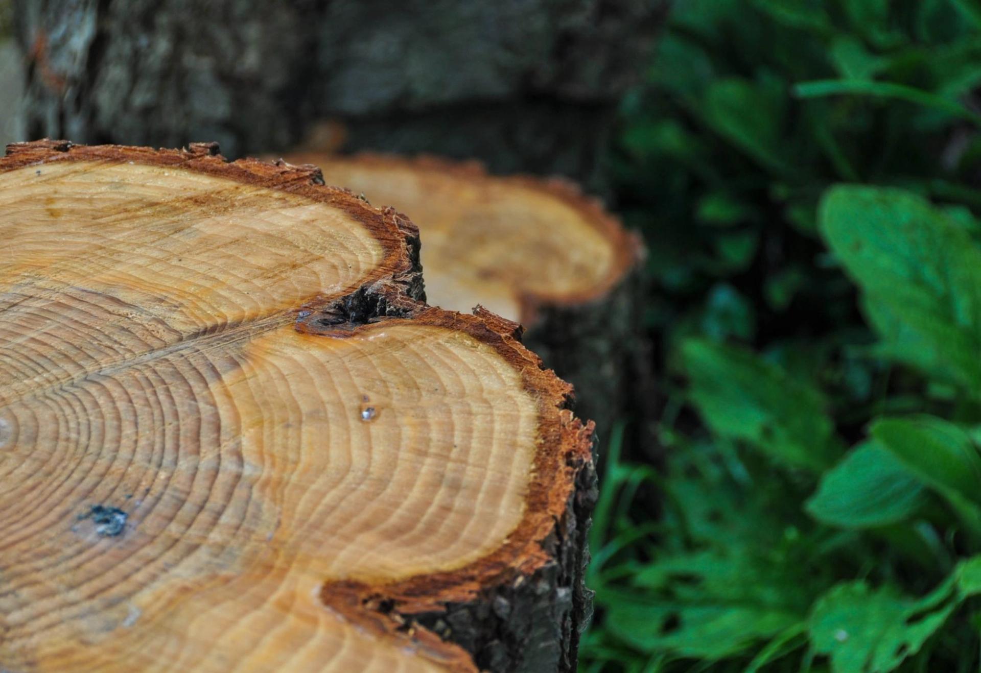 Tree Rings on a cut tree stump