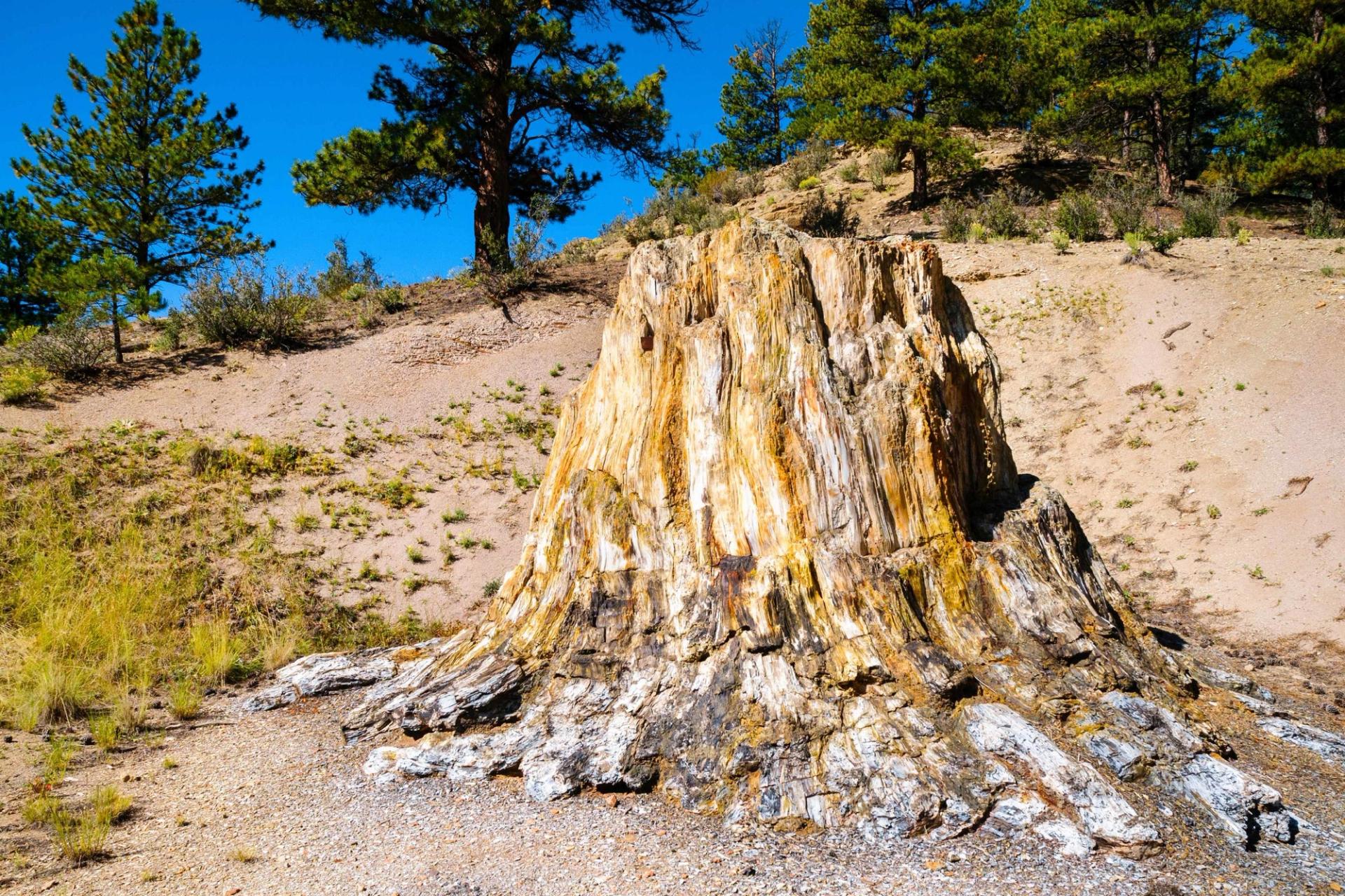 Scenic image of petrified tree stump at Florissant Fossil Beds National Monument