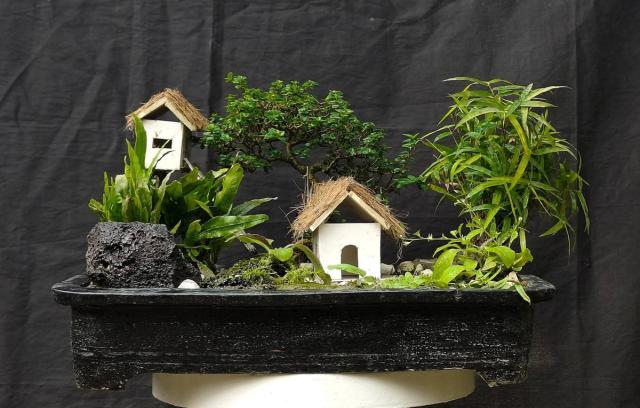 🌿 7 Years Old Premna & Bamboo Bonsai – Landscape Style | 14” Height & 25” Width