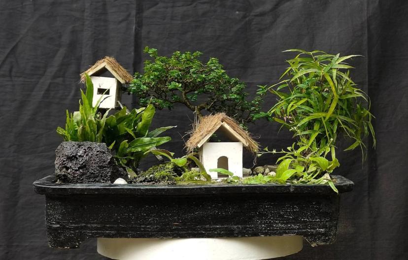 🌿 7 Years Old Premna & Bamboo Bonsai – Landscape Style | 14” Height & 25” Width