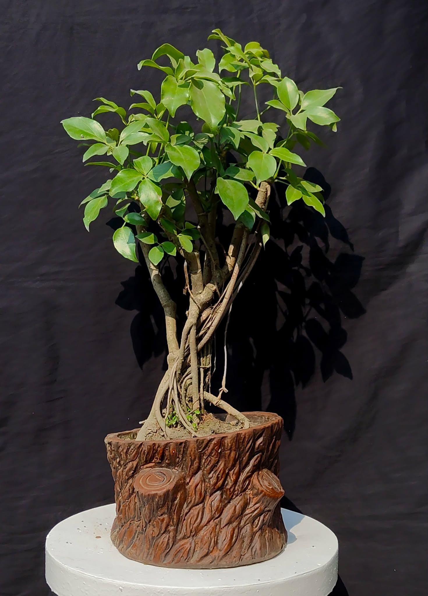 Schefflera Bonsai Tree â Indoor Umbrella Plant Bonsai | Live Decorative Bonsai Plant