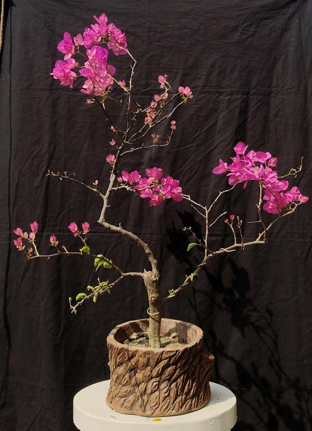 🌺 Bougainvillea Flower Bonsai
