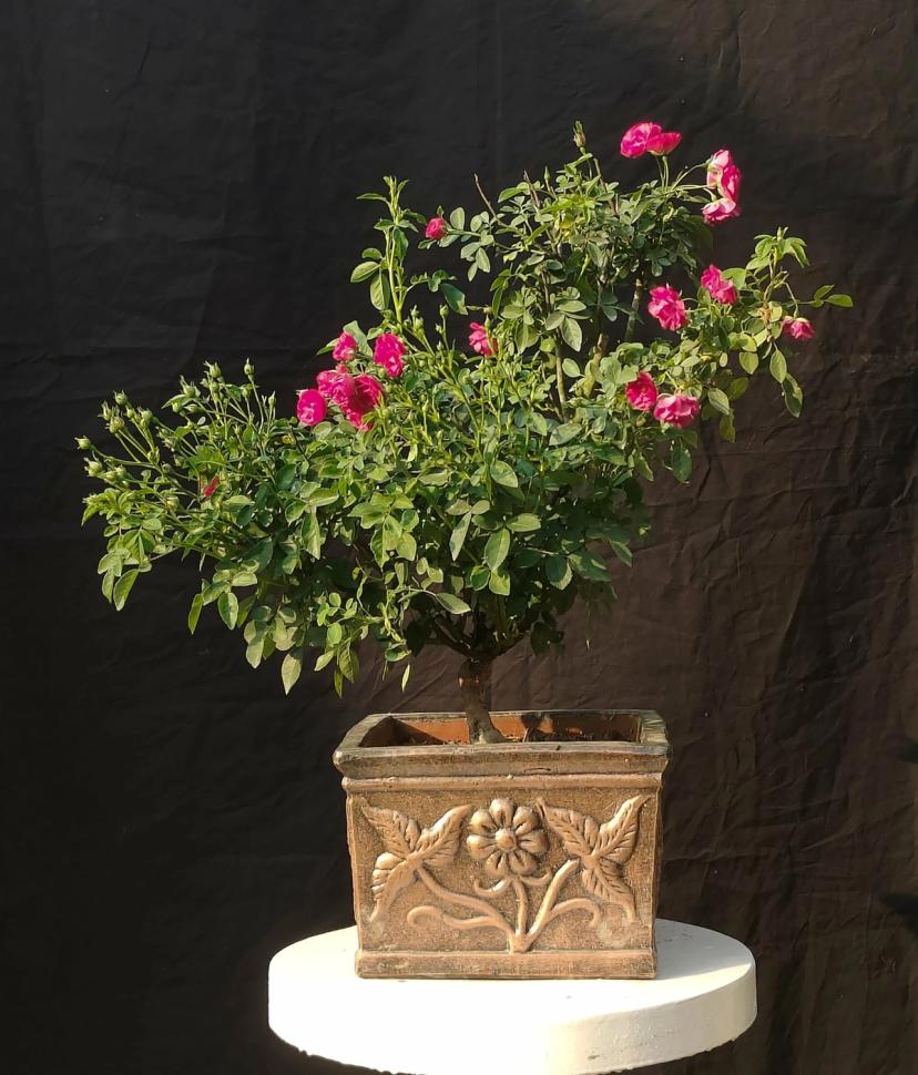 7 Year Old Solid Pink Rose Flower Bonsai Tree – 22 Inch Tall Miniature Bonsai in 11” Antique Square Pot