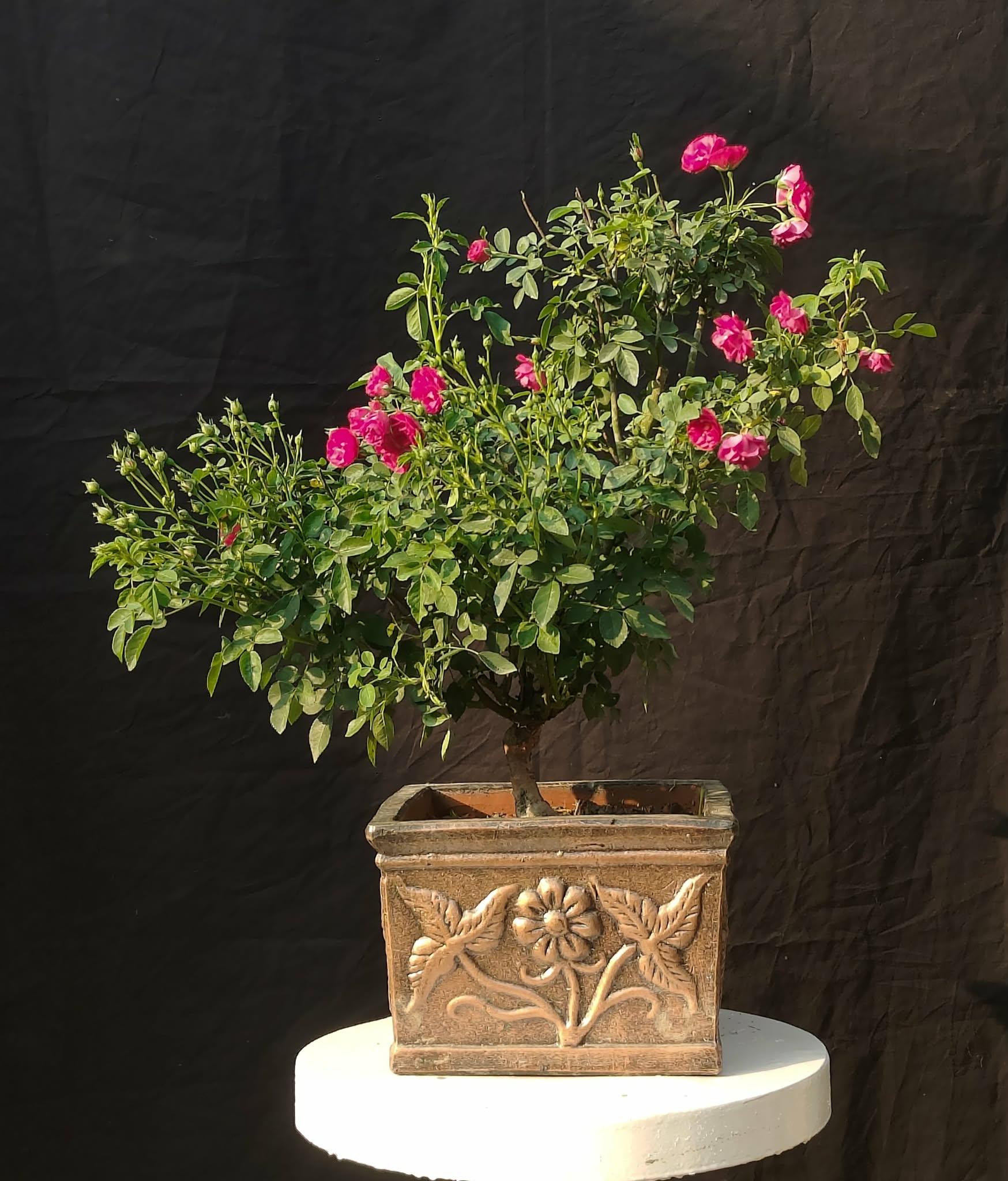 7 Year Old Solid Pink Rose Flower Bonsai Tree – 22 Inch Tall Miniature Bonsai in 11” Antique Square Pot
