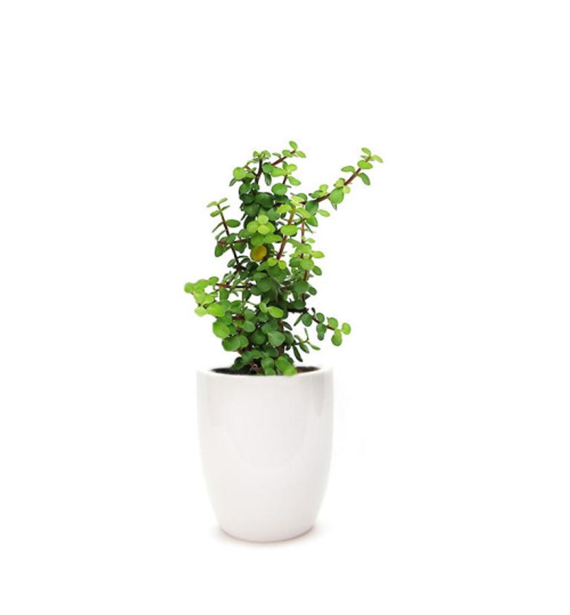 Jade Plant - Lucky Plant - Crassula with White Ceramic Planter