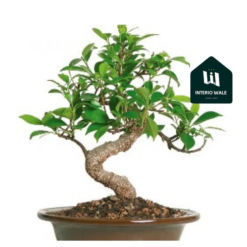 Ficus S Shape - 5 years