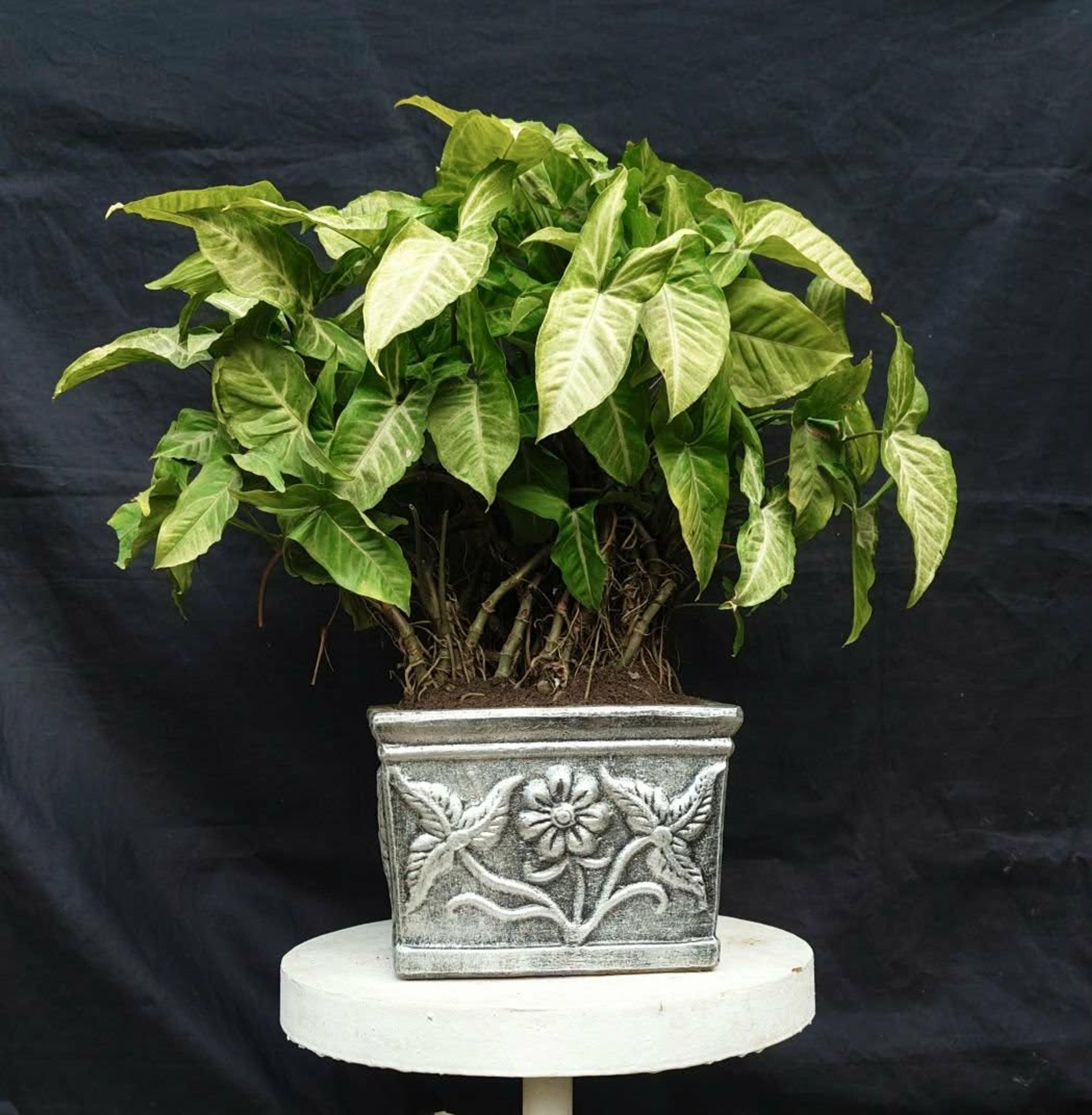🌿 7 Years Old Syngonium Plant – 20” Size in 10” Antique Designed Square Pot