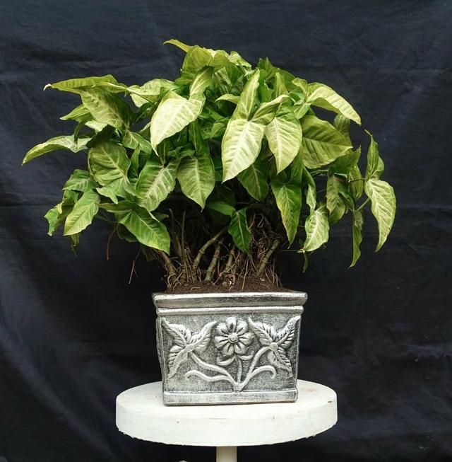 🌿 7 Years Old Syngonium Plant – 20” Size in 10” Antique Designed Square Pot