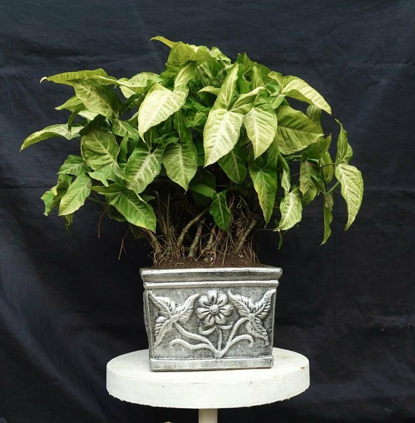🌿 7 Years Old Syngonium Plant – 20” Size in 10” Antique Designed Square Pot