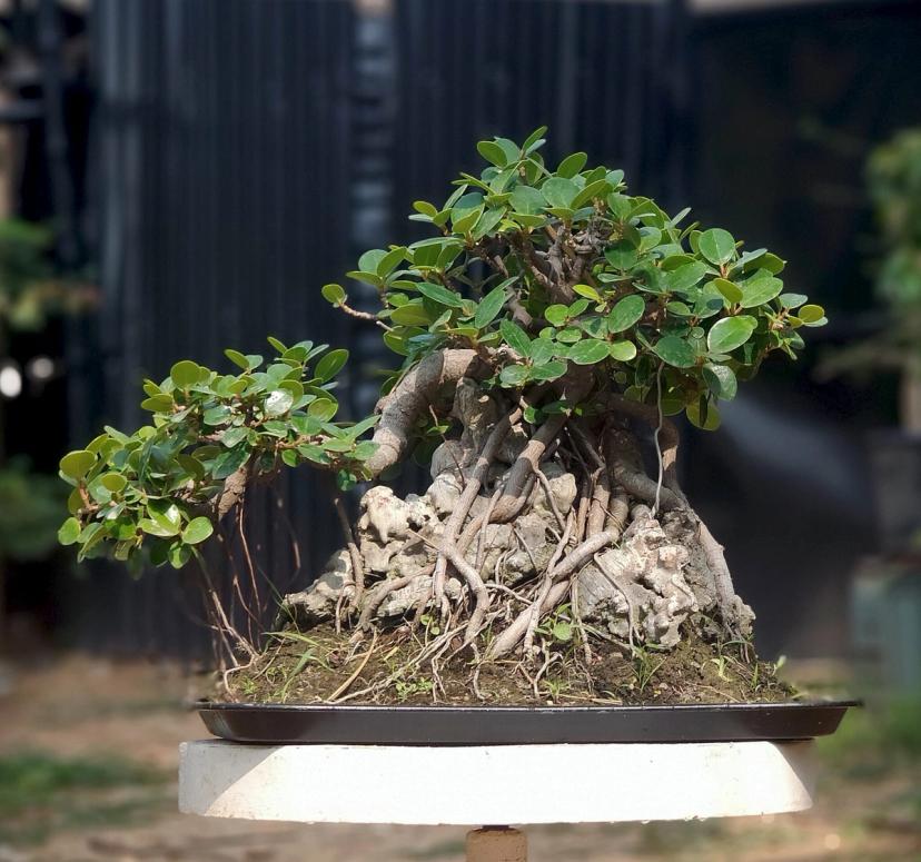 🌿 8 Years Old Ficus Microcarpa ‘Green Island’ Bonsai – Root Over Rock Style | 12” Pot
