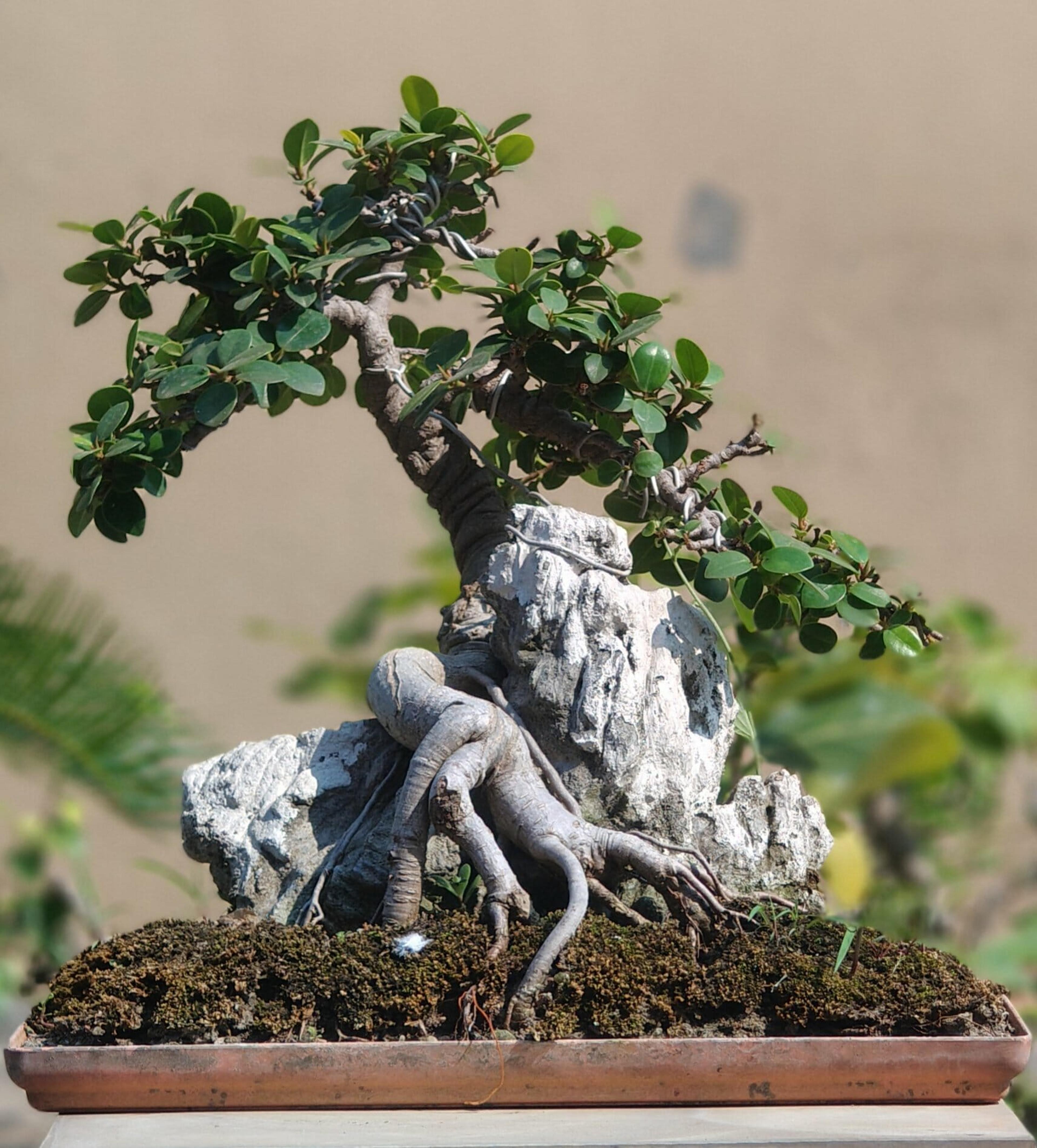 🌿 8 Years Old Ficus Microcarpa ‘Green Island 2’ Bonsai – Root Over Rock Style | 12” Pot