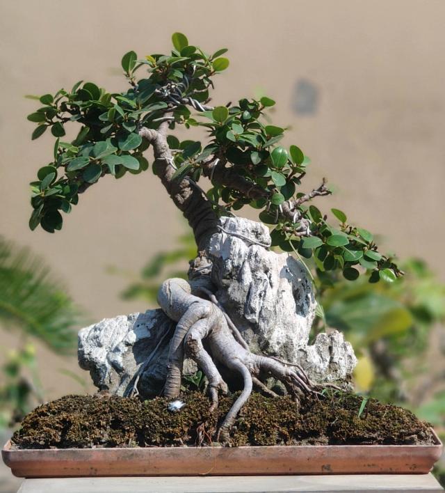🌿 8 Years Old Ficus Microcarpa ‘Green Island 2’ Bonsai – Root Over Rock Style | 12” Pot