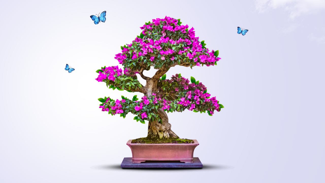 Bonsai Tree