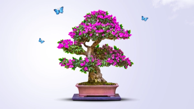 Bonsai Tree