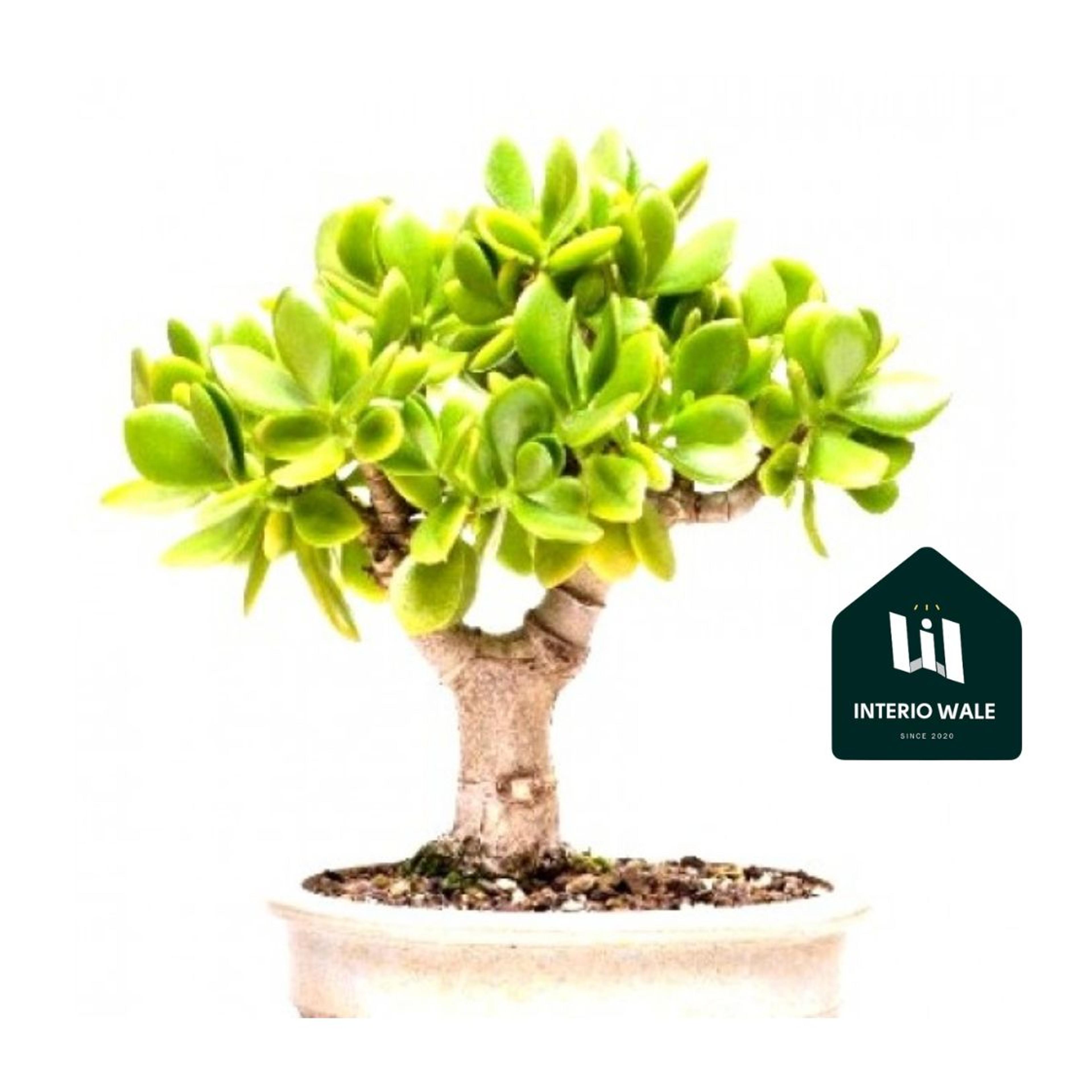 Crassula Ovata Bonsai 5 Years