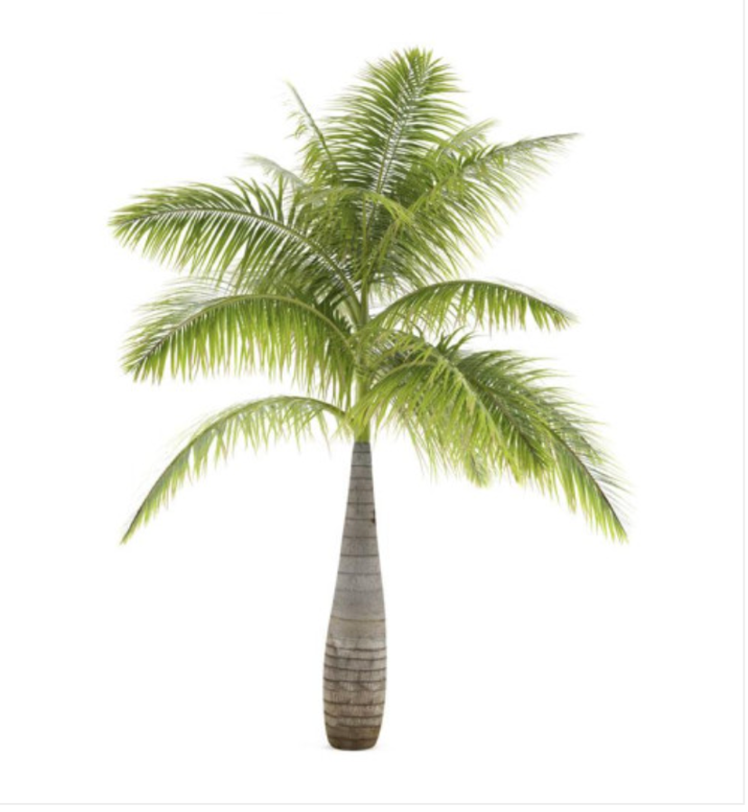Bottle Palm - Beautiful Indoor & Outdoor plant