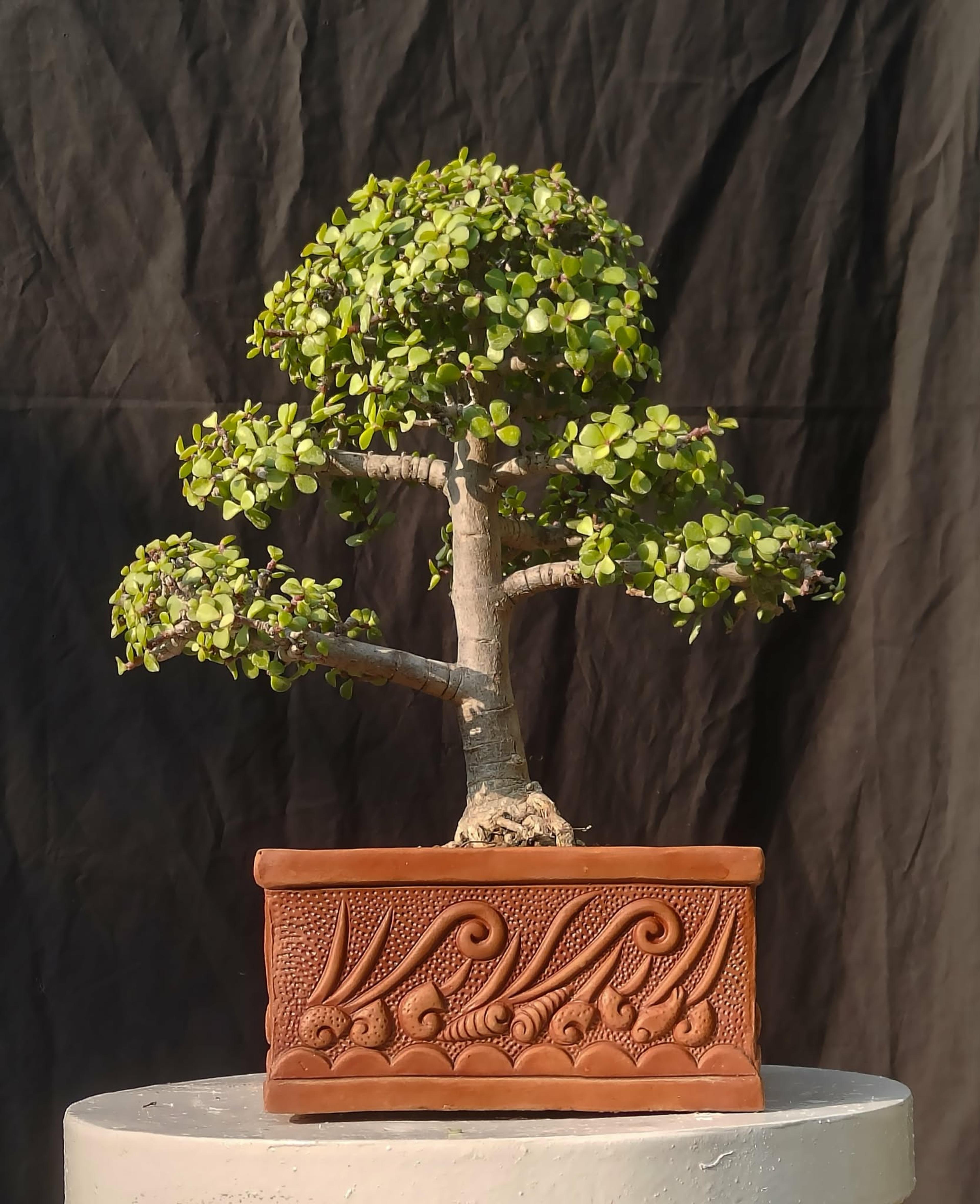 Zade Plant Bonsai 18x13 Inch – 6 Years Old Informal Upright Medium Bonsai with 8" Square Designed Pot