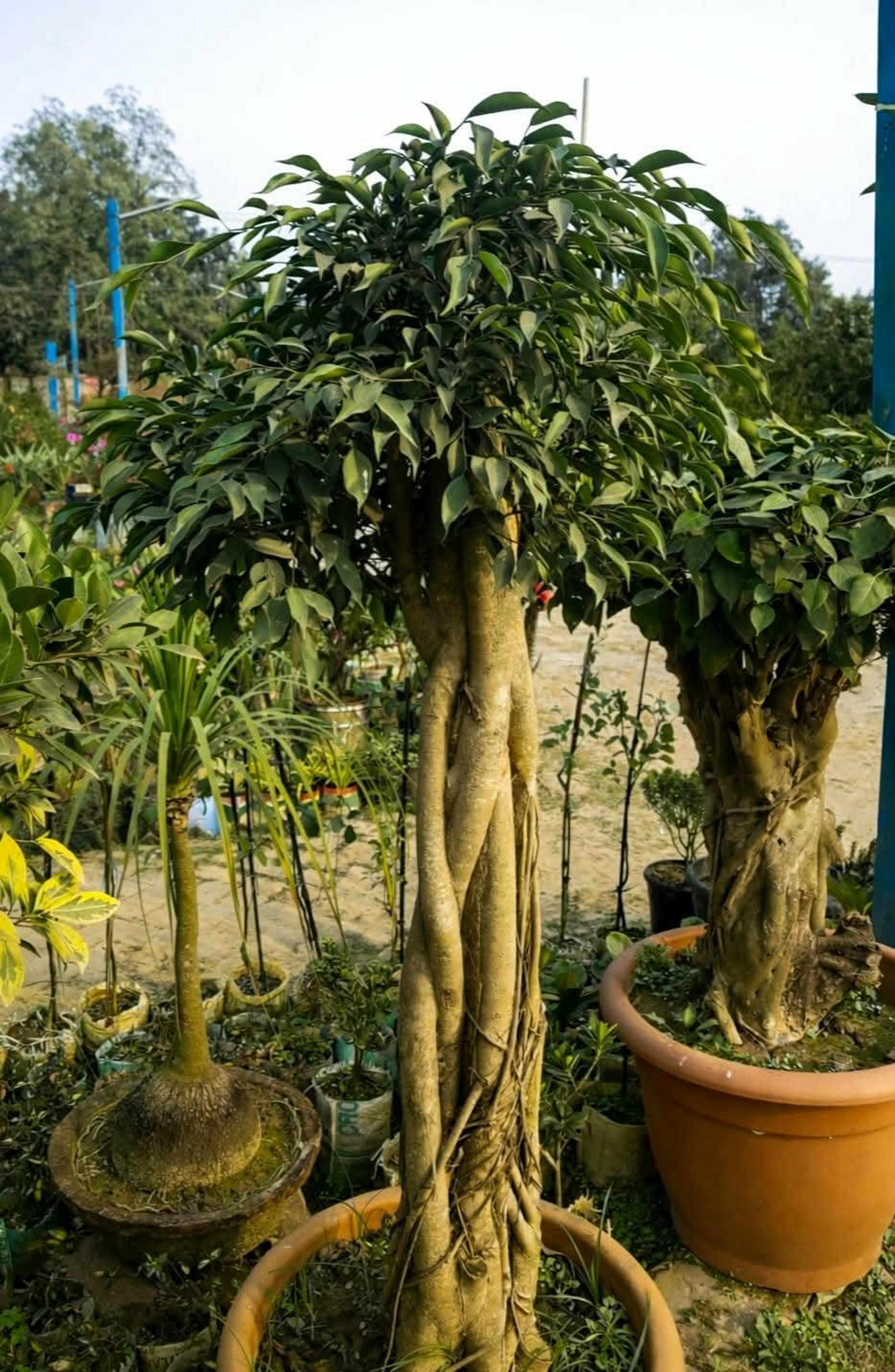 🌳 20 Years Old Ficus Benjamina Bonsai – Broom Style | 5 Feet Tall (70% Indoor)
