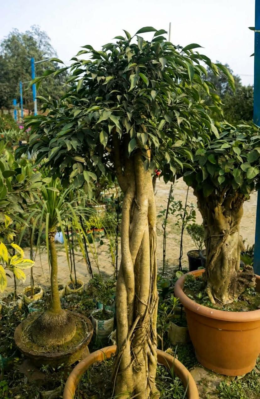 🌳 20 Years Old Ficus Benjamina Bonsai – Broom Style | 5 Feet Tall (70% Indoor)