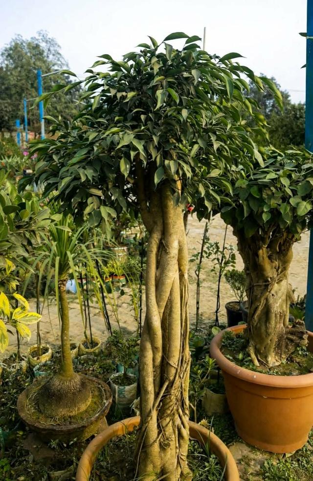 🌳 20 Years Old Ficus Benjamina Bonsai – Broom Style | 5 Feet Tall (70% Indoor)