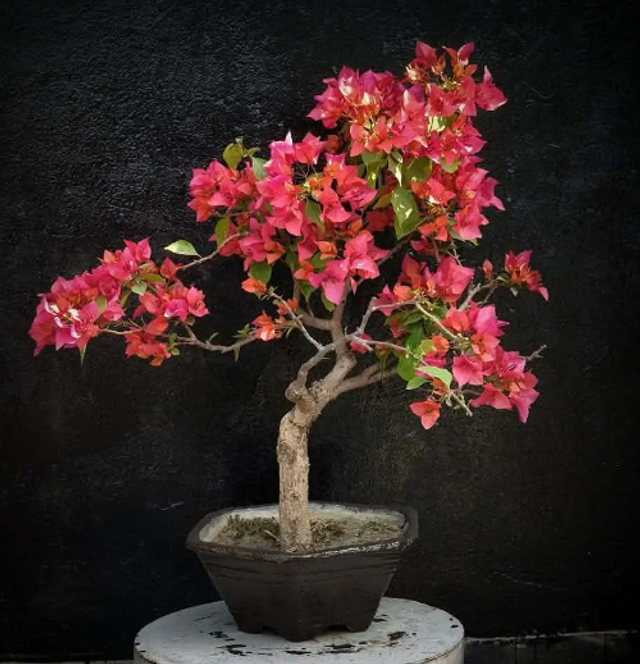 🌺 Bougainvillea Flower Bonsai