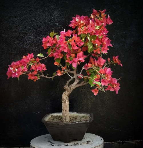 🌺 Bougainvillea Flower Bonsai