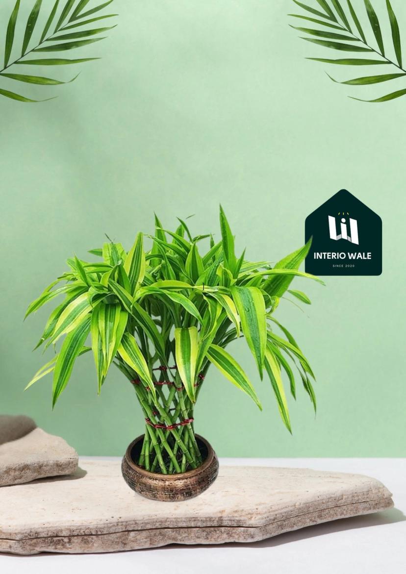 Draceana Lucky Bamboo