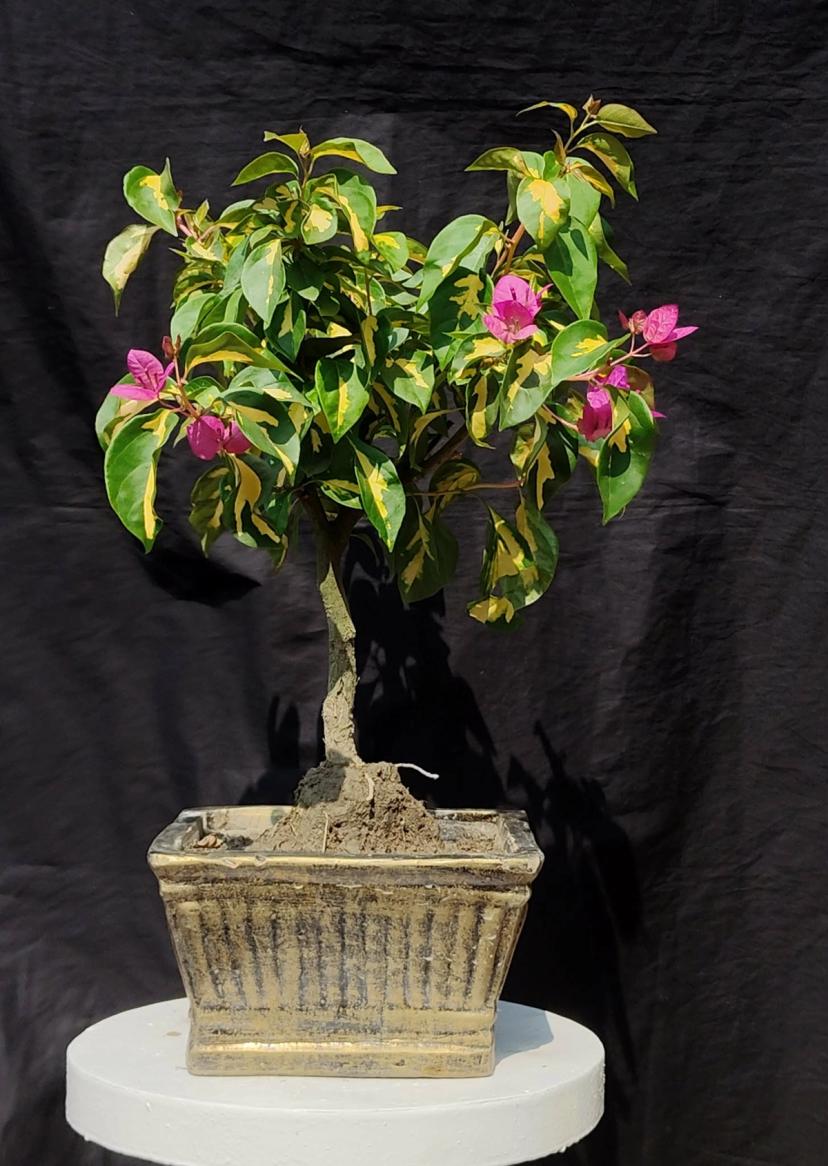 🌸 7 Years Old Variegated Bougainvillea Bonsai – White & Pink Flowers | 10” Antique Pot