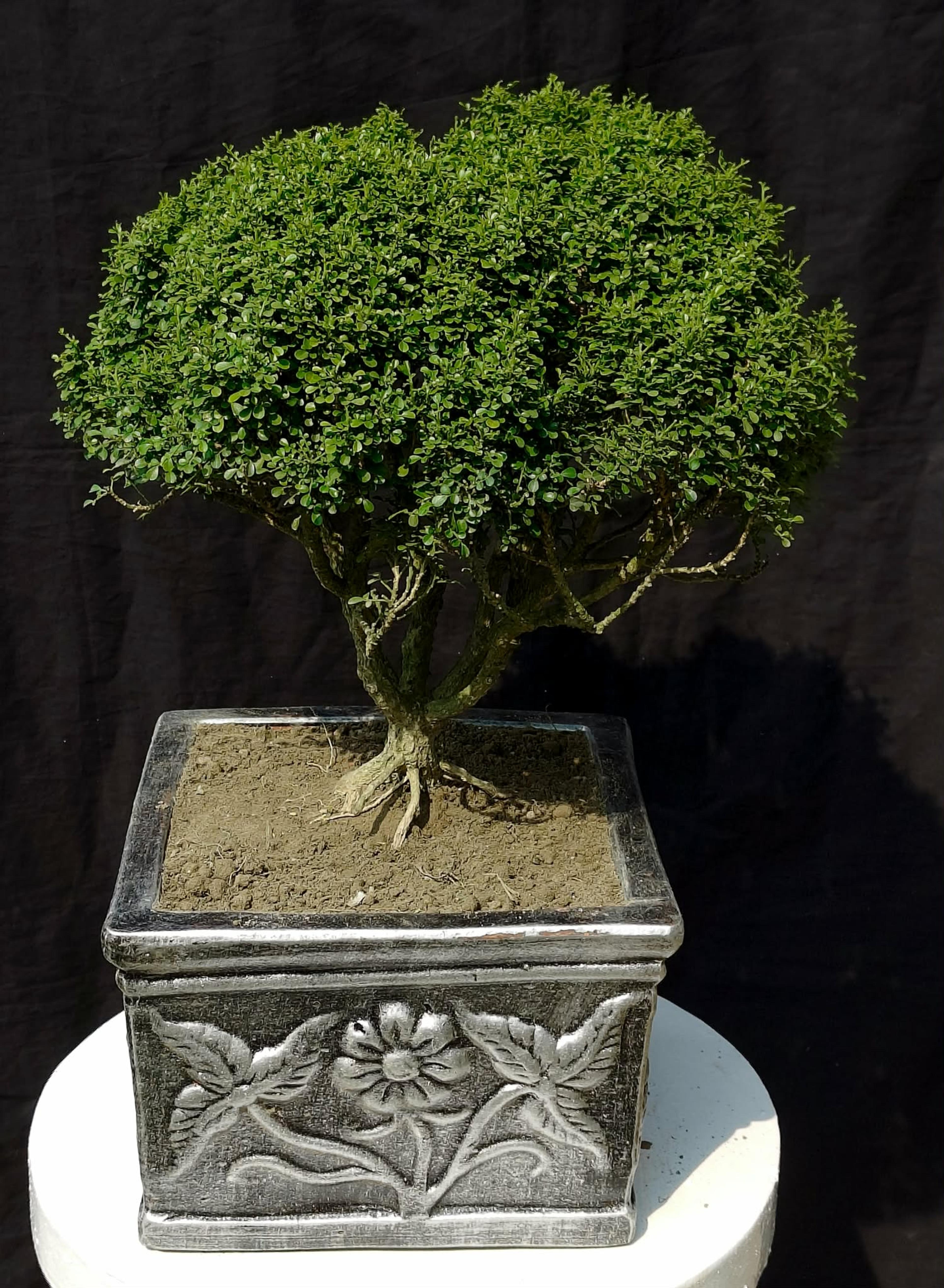 Chaina Kamini Bonsai