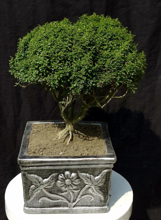 Chaina Kamini Bonsai
