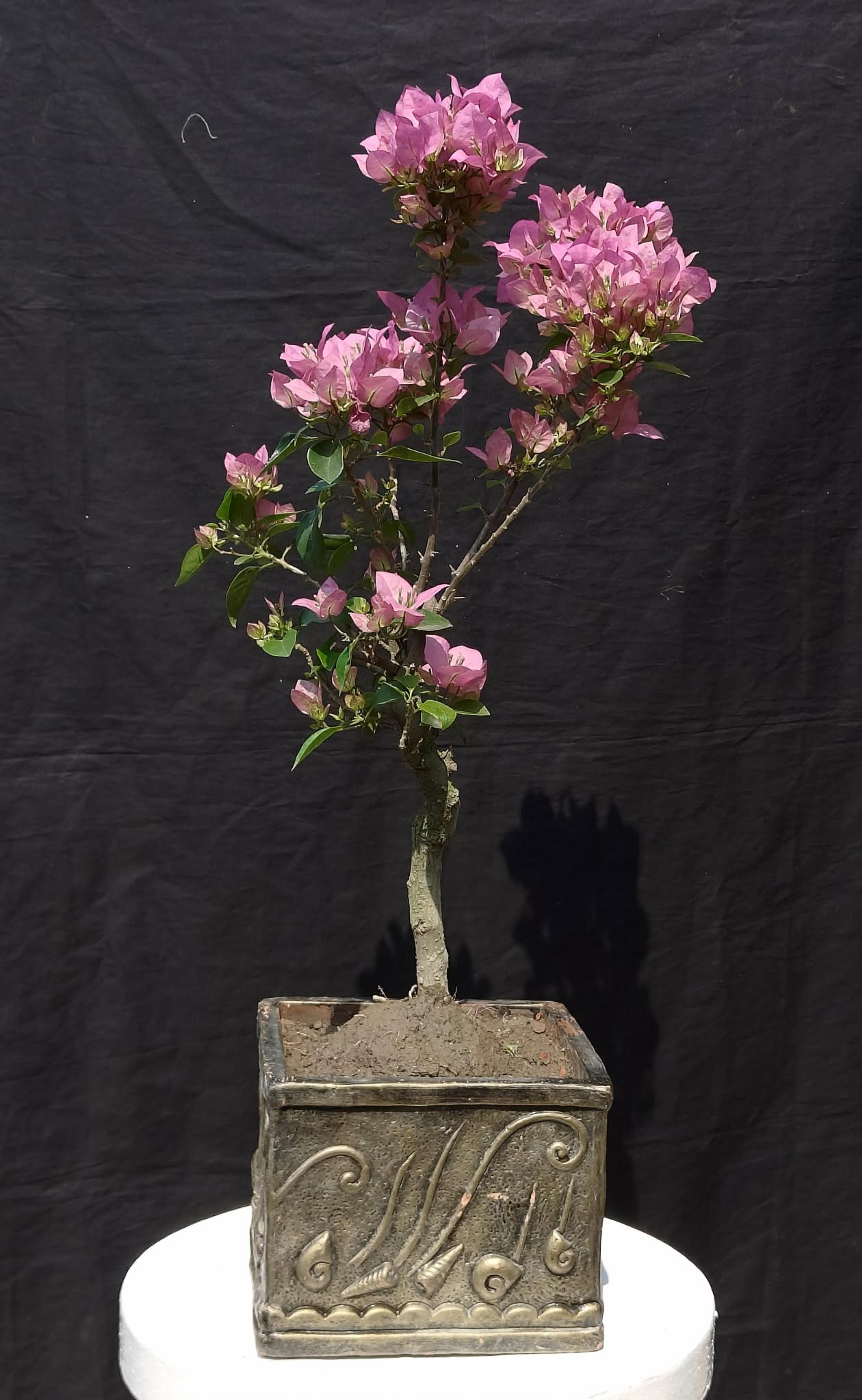 Ficus Microcarpa Green Island Bonsai – 7 Years Old | Root Over Rock Style | 14” Height & 18” Width in 14” Pot