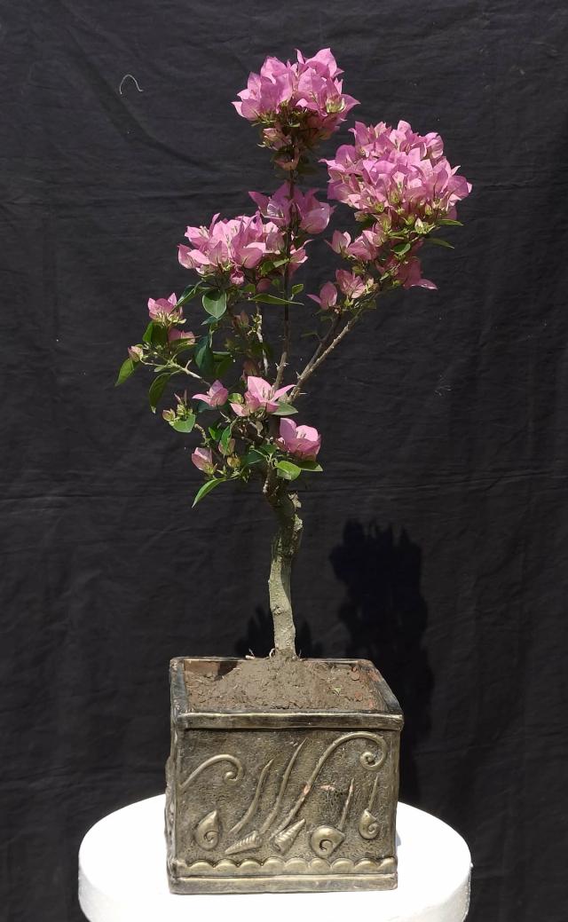 Ficus Microcarpa Green Island Bonsai – 7 Years Old | Root Over Rock Style | 14” Height & 18” Width in 14” Pot