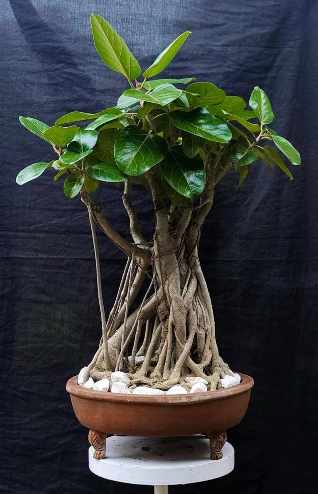 🌳 17 Years Old Ficus Bengalensis Bonsai – Broom Style | Large Size | 27” Height