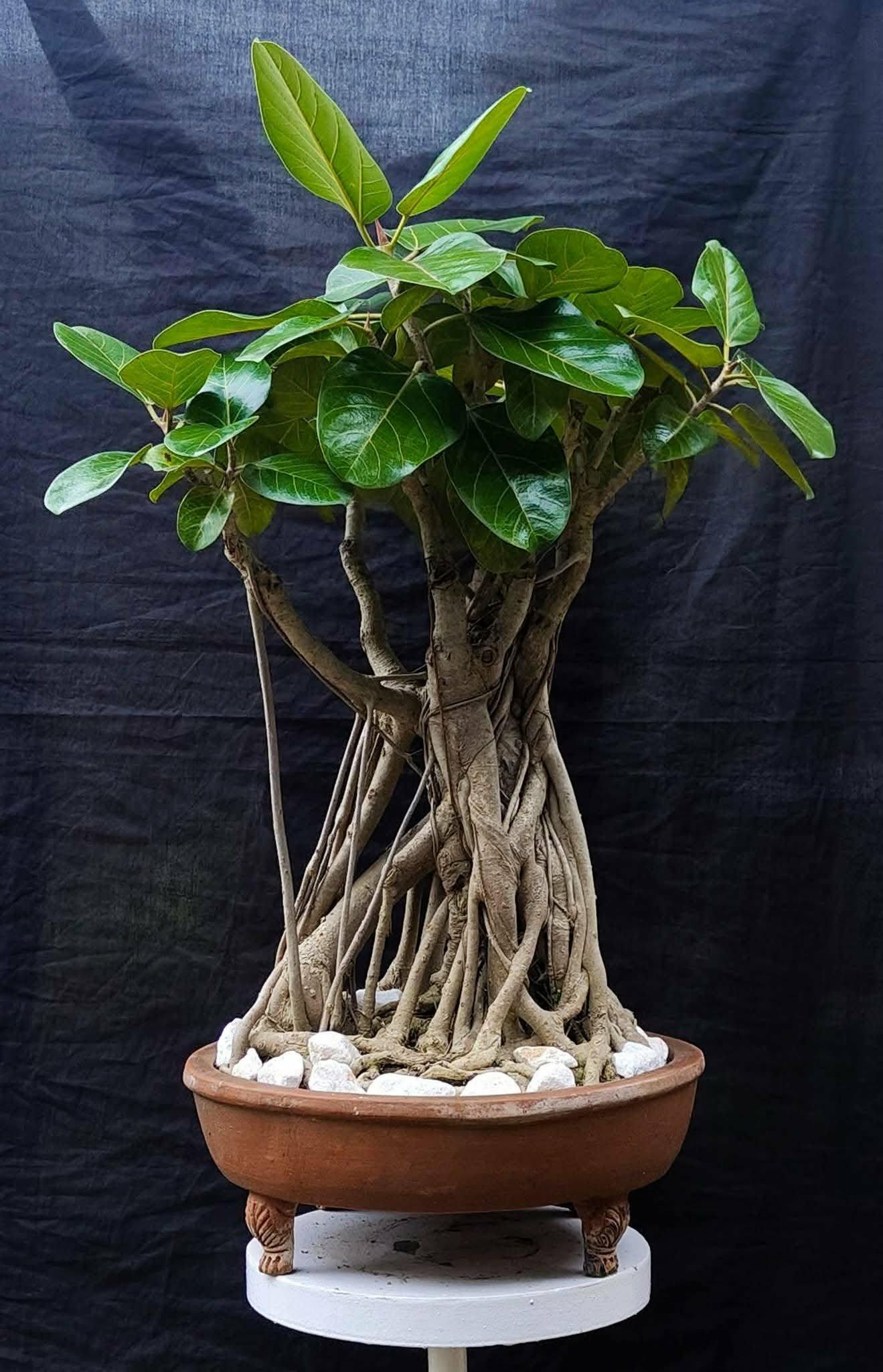 🌳 17 Years Old Ficus Bengalensis Bonsai – Broom Style | Large Size | 27” Height