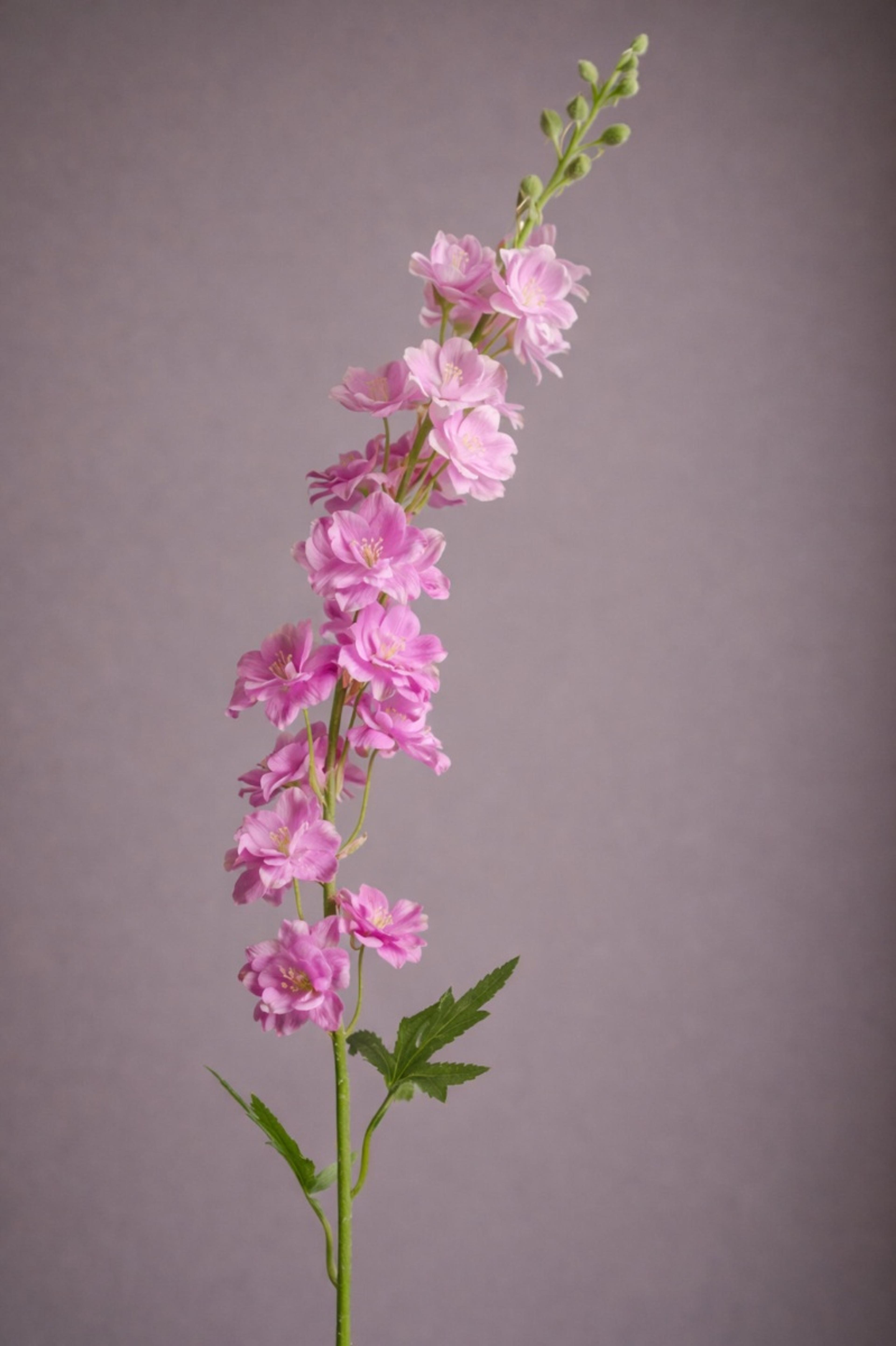 Fake Delphinium with  Leaves, Silk Delphinium  Flowers, Artificial Flower  Crafts, Lotus color Blo om for Bridal Bouquets,  Wedding Arrangement  Centerpiec | per stick