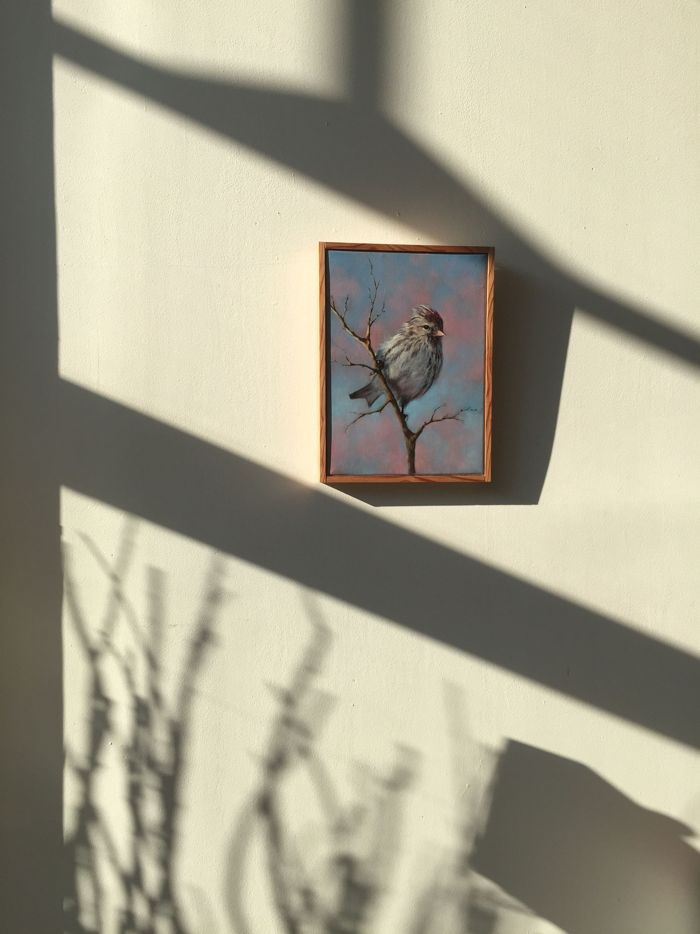 Le sizerin flammé — vue 2