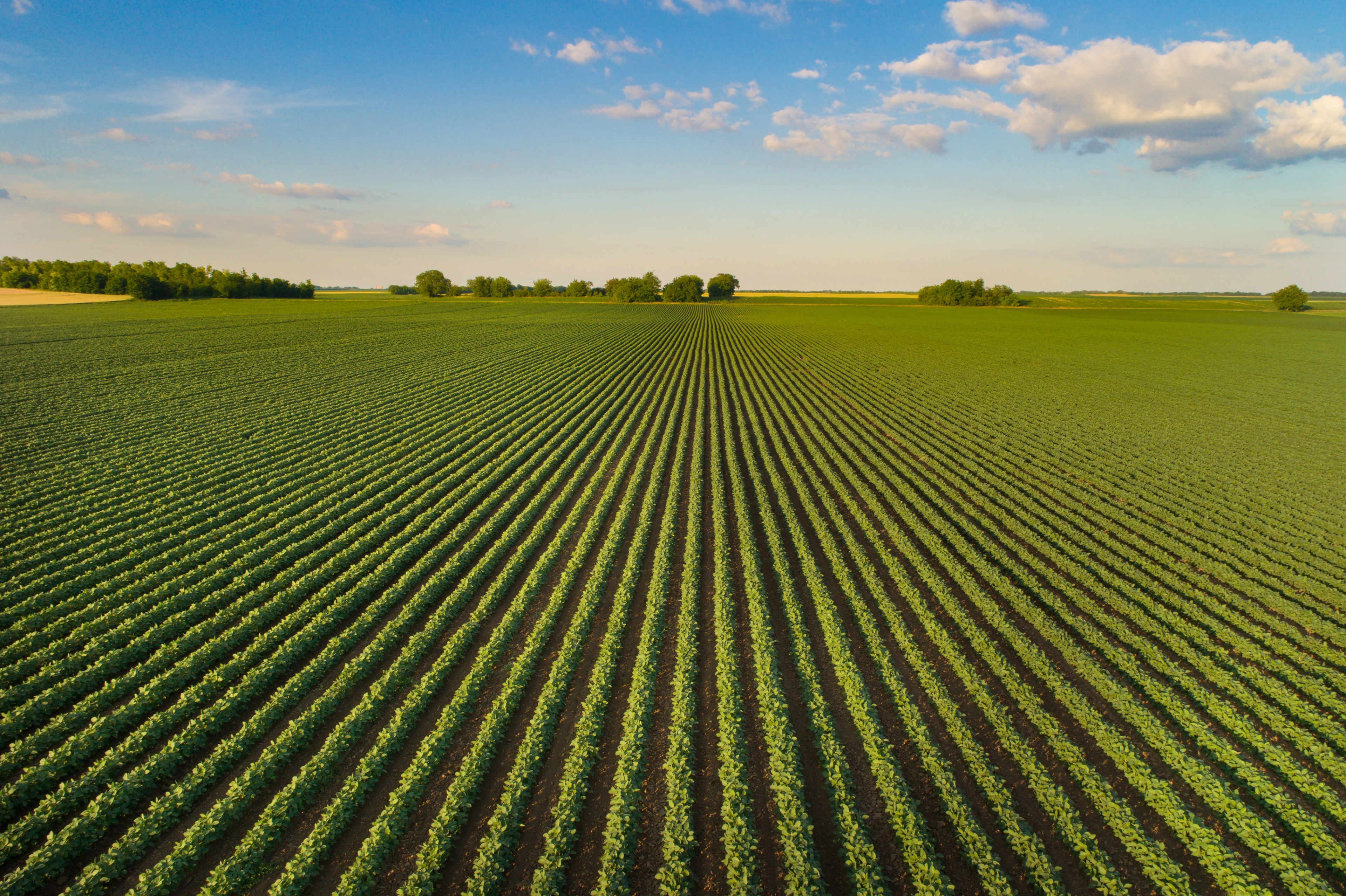 green field 2
